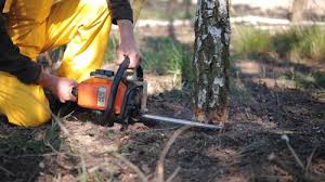 Best Tree Preservation Services  in North Tunica, MS